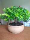 Duranta Golden